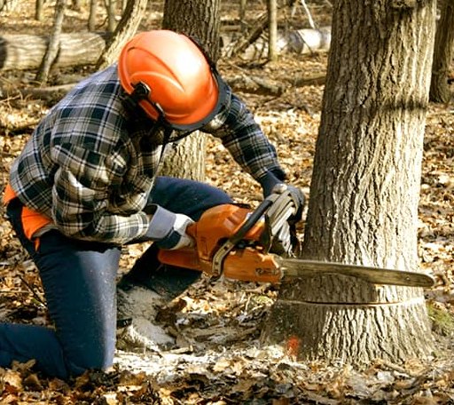 Tree Removal in Switzer, WV